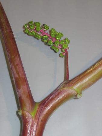 Raisin d amerique ou phytolacca