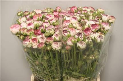 Renoncule cappuccino