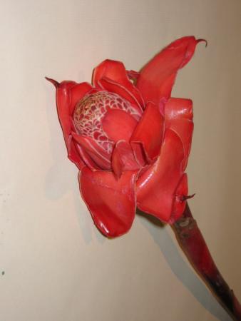 Rose de porcelaine