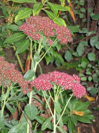 Sedum