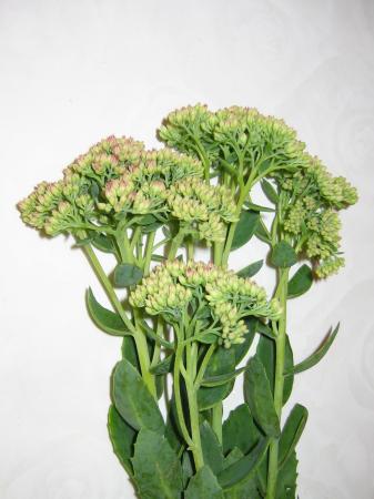 Sedum 1