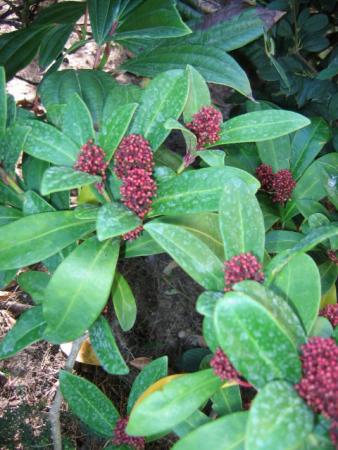 Skimmia