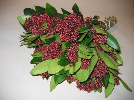 Skimmia 3