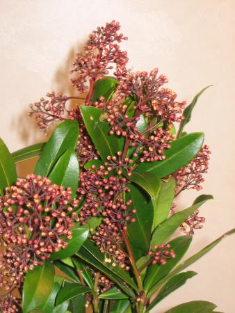 Skimmia 1 