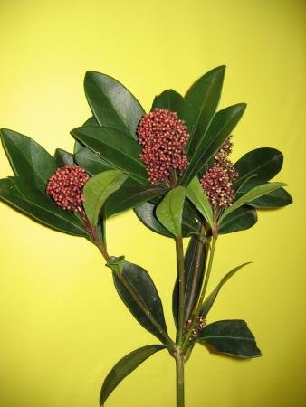 Skimmia 2 