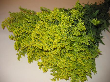 Solidago
