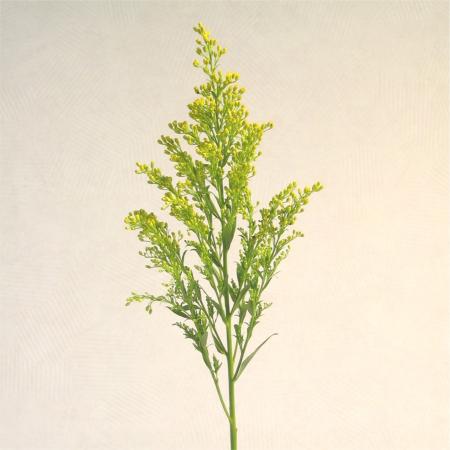 Solidago 1 