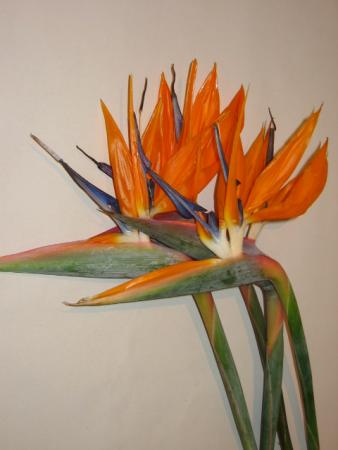 Strelitzia oiseau du paradis