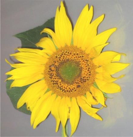 Tournesol helianthus