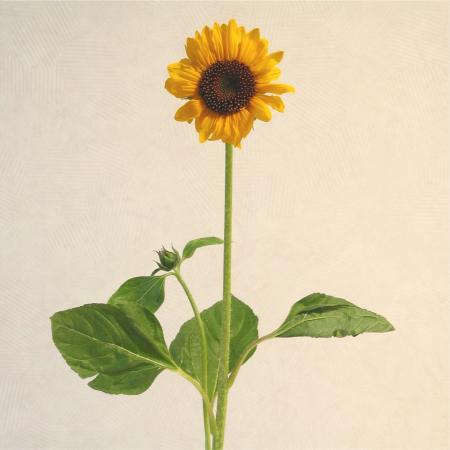 Tournesol helianthus 1 