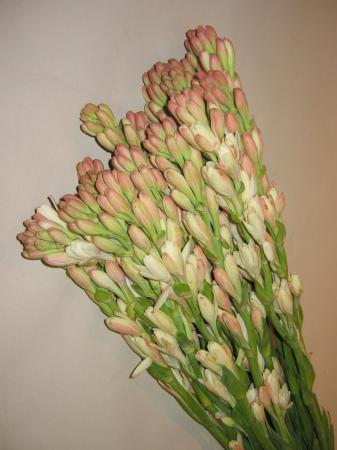 Tubereuse
