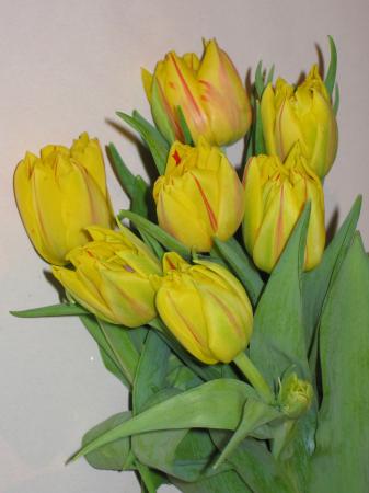 Tulipe jaune