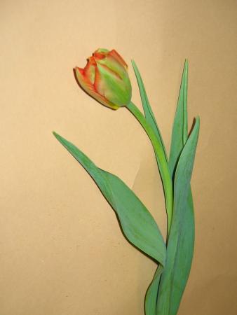 Tulipe orange