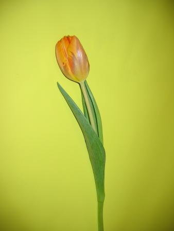 Tulipe orange 1 
