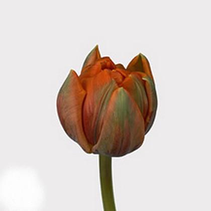 Tulipe orange princesse