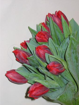 Tulipe rouge Tulipe rouge