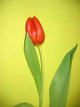 Tulipe rouge 1 