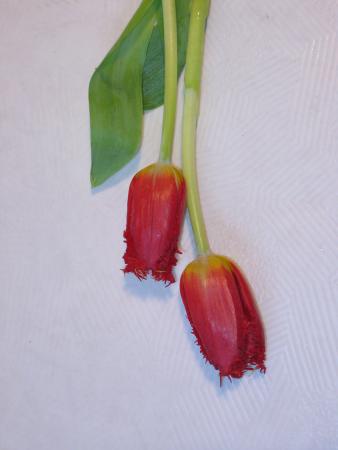 Tulipe rouge 2 