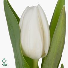 Tulipe white dream