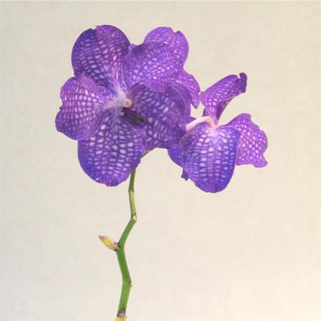 Vanda