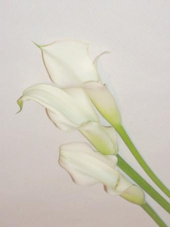 Zantedeschia blanc