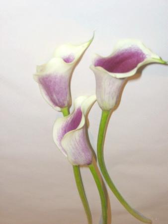 Zantedeschia blanc et violet