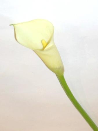 Zantedeschia creme