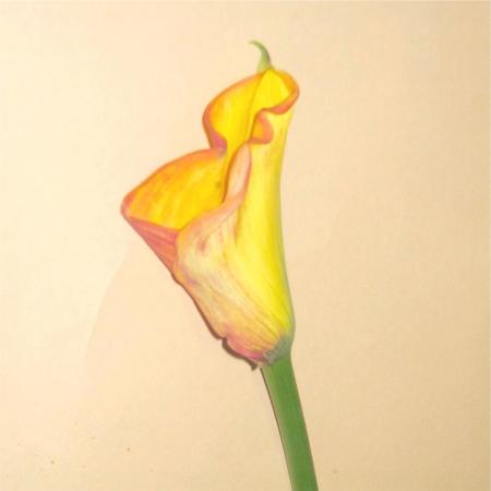 Zantedeschia jaune