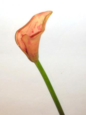 Zantedeschia orange