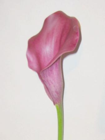 Zantedeschia rose